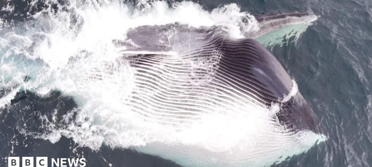 Watch: Moment fin whale swallows thousands of gallons of water during feeding