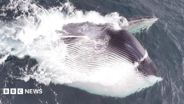 Watch: Moment fin whale swallows thousands of gallons of water during feeding