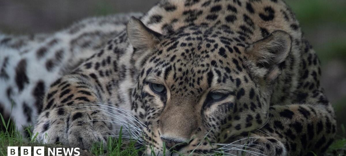 Dutch zookeeper dies after being mauled in leopard enclosure