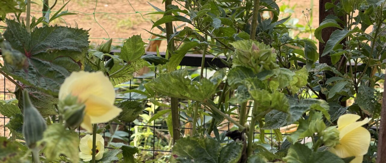 Dayo Akinbode: What Planting an Okra Tree Taught Me About Life and Kindness