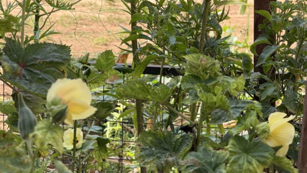 Dayo Akinbode: What Planting an Okra Tree Taught Me About Life and Kindness