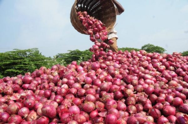 Onion price jumps 900% to N300,000 in 6 months