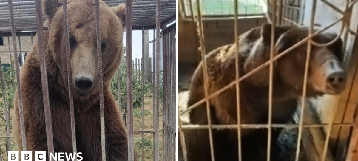 From Russian cages to Irish sanctuary: The five-year rescue journey of Bu and Tyapa