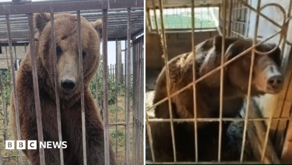 From Russian cages to Irish sanctuary: The five-year rescue journey of Bu and Tyapa