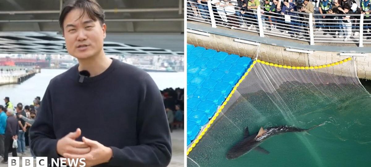 Third attempt to save stranded shark in South Korea