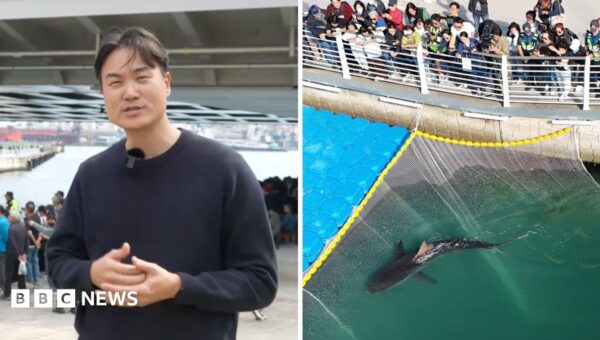 Third attempt to save stranded shark in South Korea