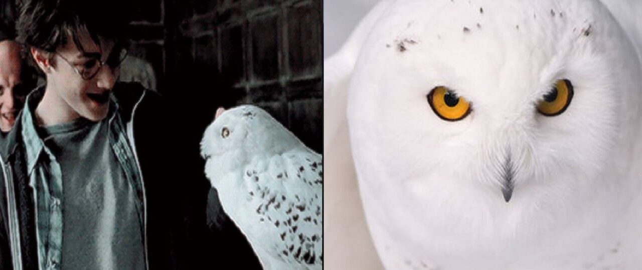 Harry Potter: 10 Things You Didn’t Know About Hedwig