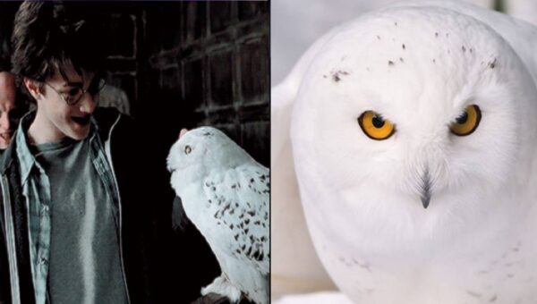 Harry Potter: 10 Things You Didn’t Know About Hedwig