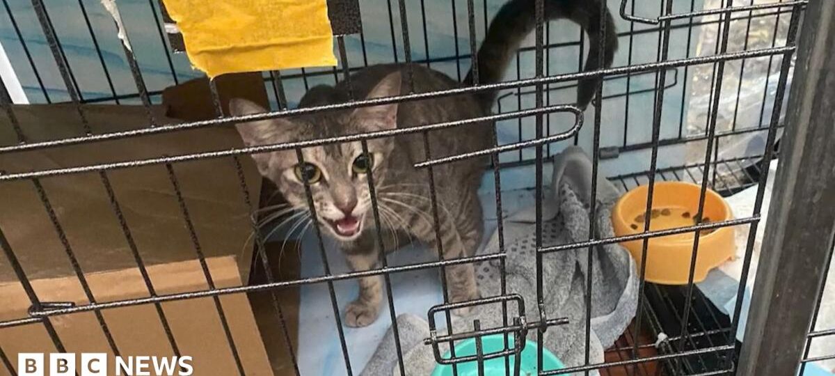 Twelve arrested for allegedly running cat trafficking ring in Vietnam