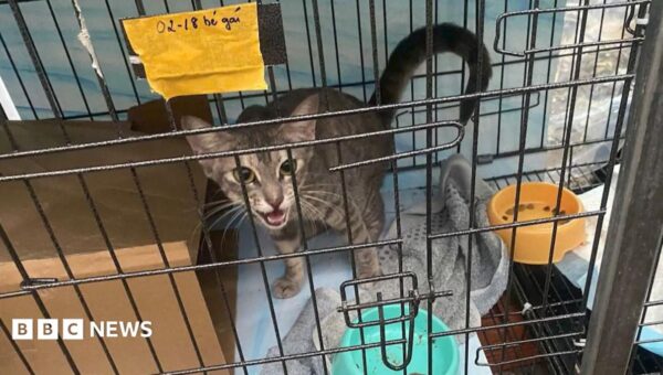 Twelve arrested for allegedly running cat trafficking ring in Vietnam