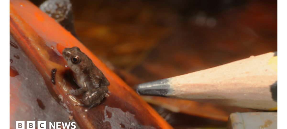Tiny critically endangered puddle frogs born at London Zoo