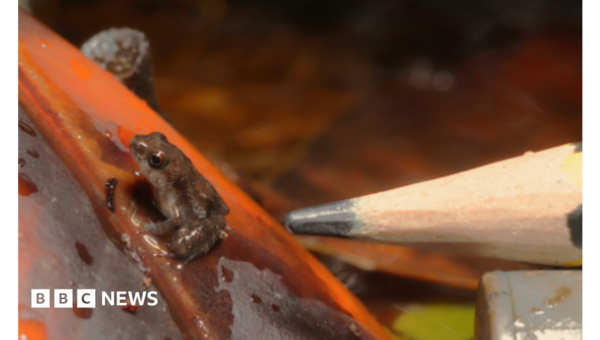 Tiny critically endangered puddle frogs born at London Zoo