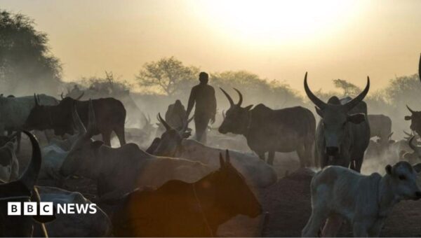 Co-ordinated cattle raids kill at least 72 people in South Sudan