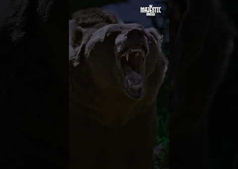 RUN! The BEAR Has ATTACKED 😱🐻 #thriller #MonsterBear2 #EnglishMovie #shorts #action #hollywoodmovie