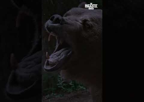 🐻 MONSTER BEAR Is Watching 🤫 Stay Quiet #thriller #MonsterBear2 #EnglishMovie #shorts #action #movie