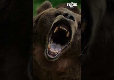 Wild Bear ATTACKS the Camp 🐻😱 #thriller #MonsterBear2 #EnglishMovie #shorts #action #hollywoodmovie